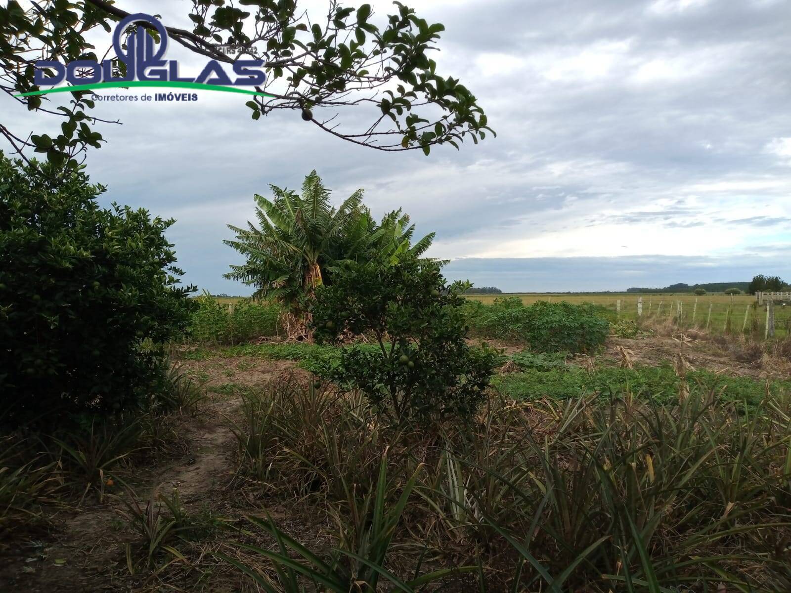 Fazenda à venda com 2 quartos, 5000m² - Foto 6