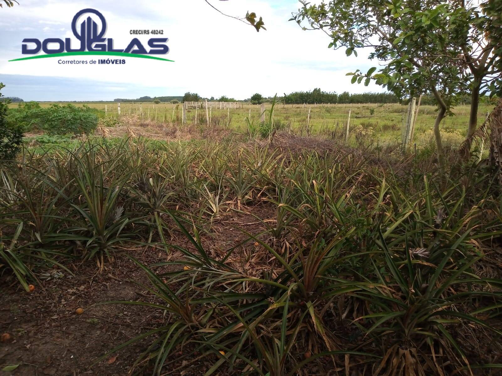 Fazenda à venda com 2 quartos, 5000m² - Foto 9