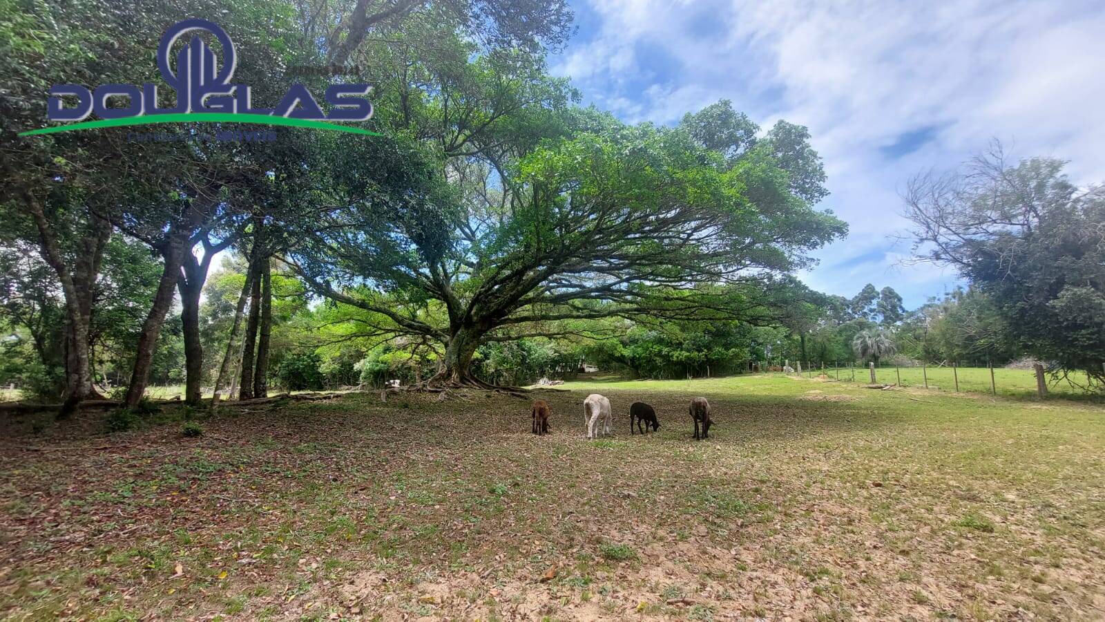 Fazenda à venda com 3 quartos, 4m² - Foto 15