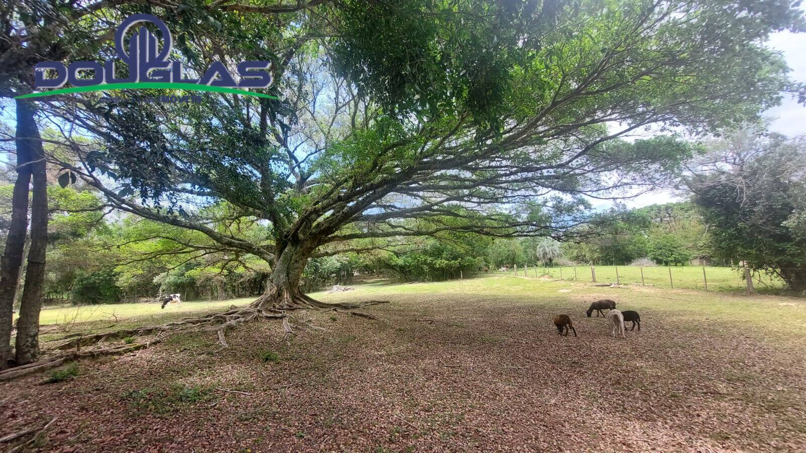 Fazenda à venda com 3 quartos, 4m² - Foto 14