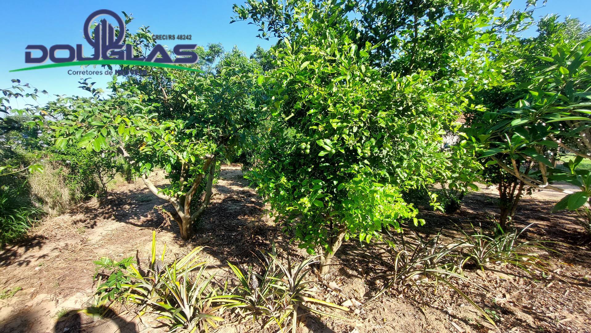 Terreno à venda - Foto 4