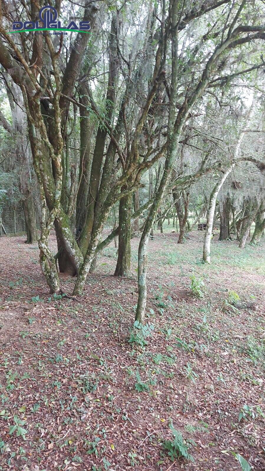 Fazenda à venda com 3 quartos - Foto 60