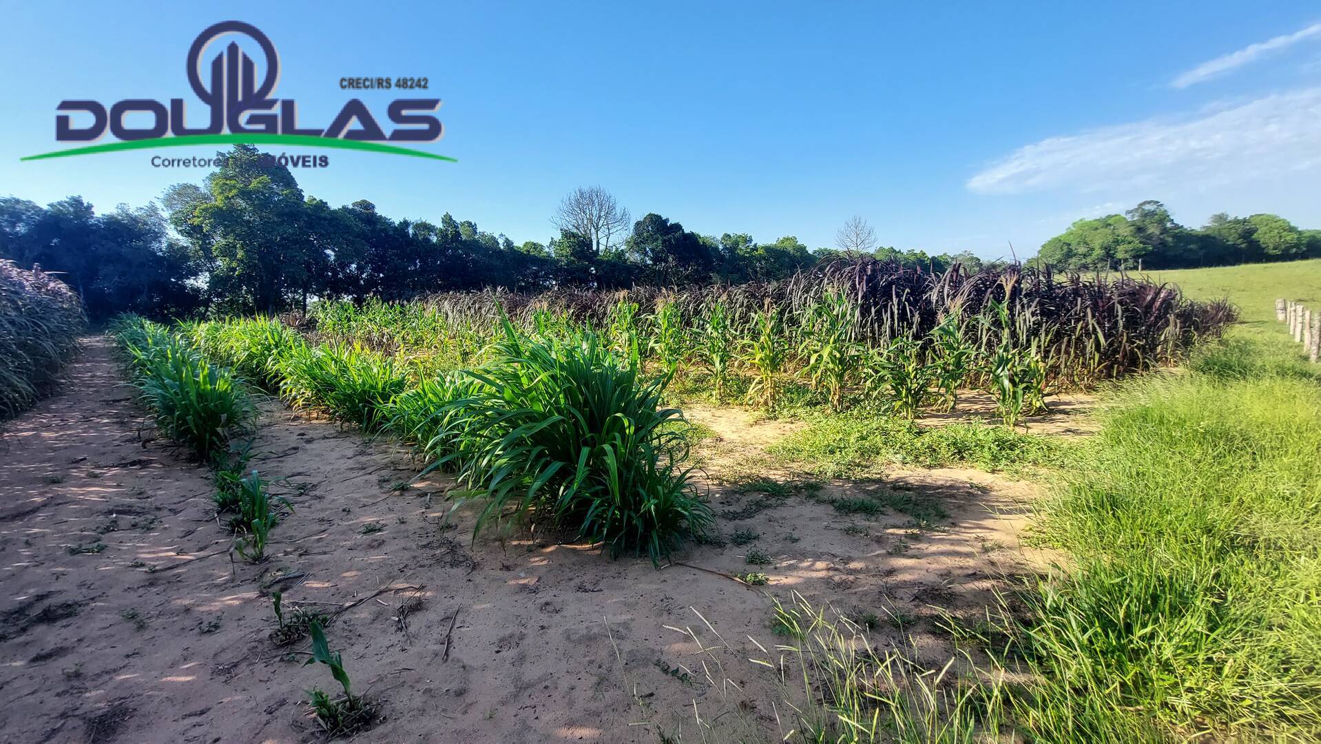 Fazenda à venda com 3 quartos, 20000m² - Foto 33