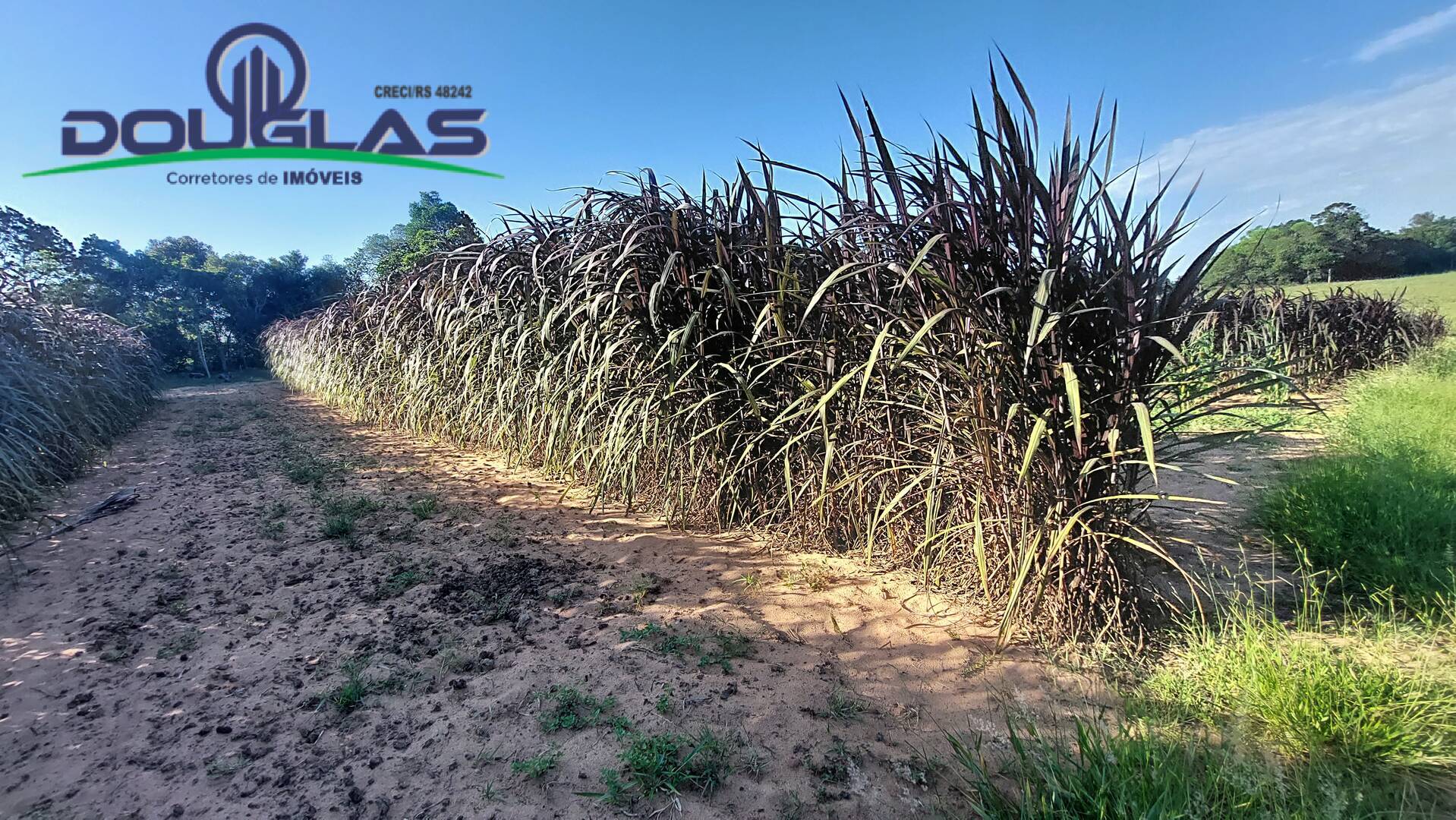 Fazenda à venda com 3 quartos, 20000m² - Foto 34