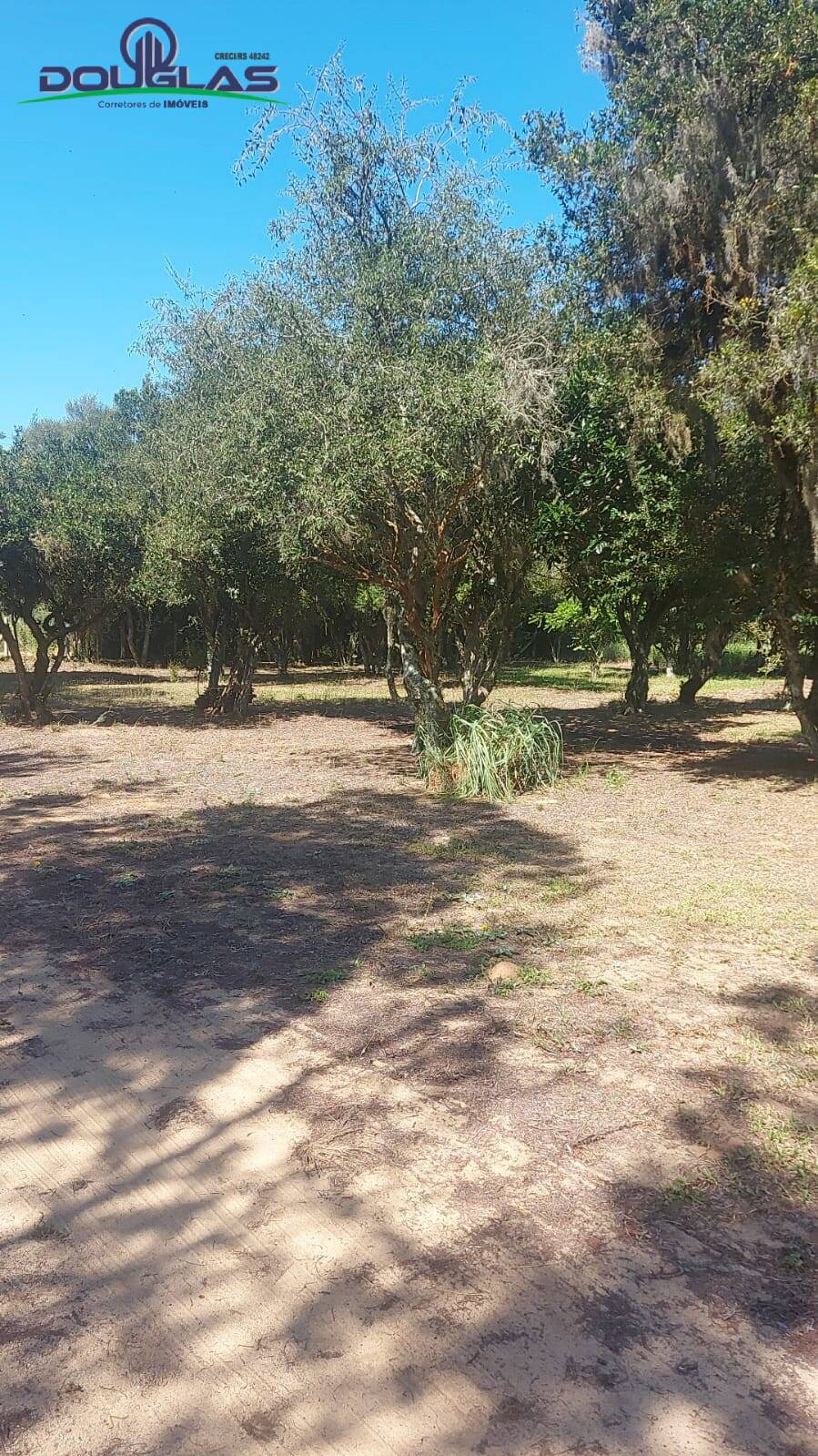 Fazenda à venda com 2 quartos, 11000m² - Foto 3