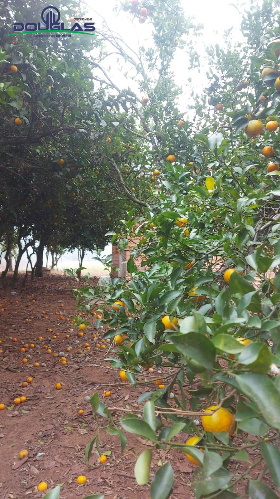 Fazenda à venda com 3 quartos, 20000m² - Foto 29