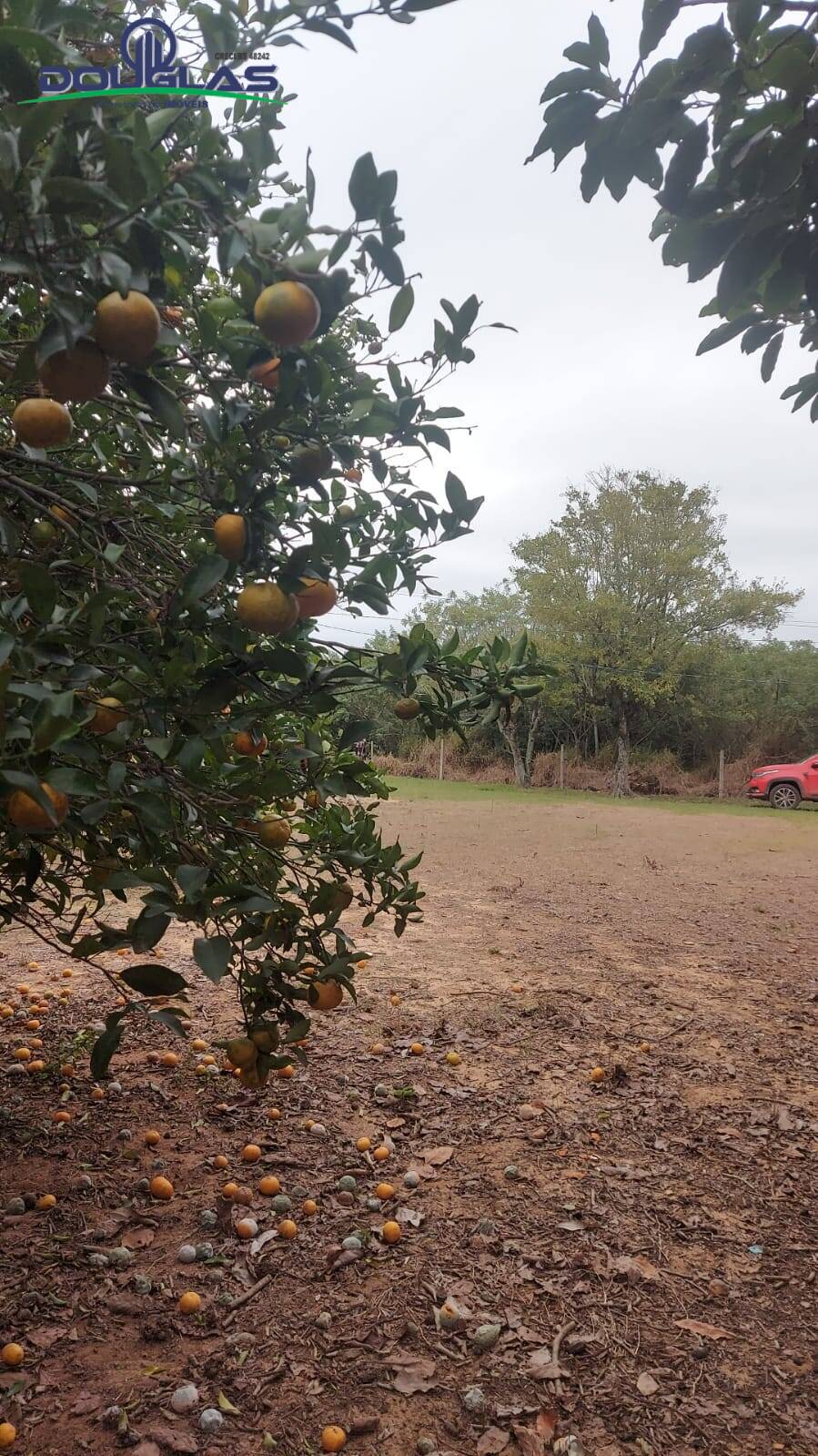 Fazenda à venda com 3 quartos, 20000m² - Foto 30