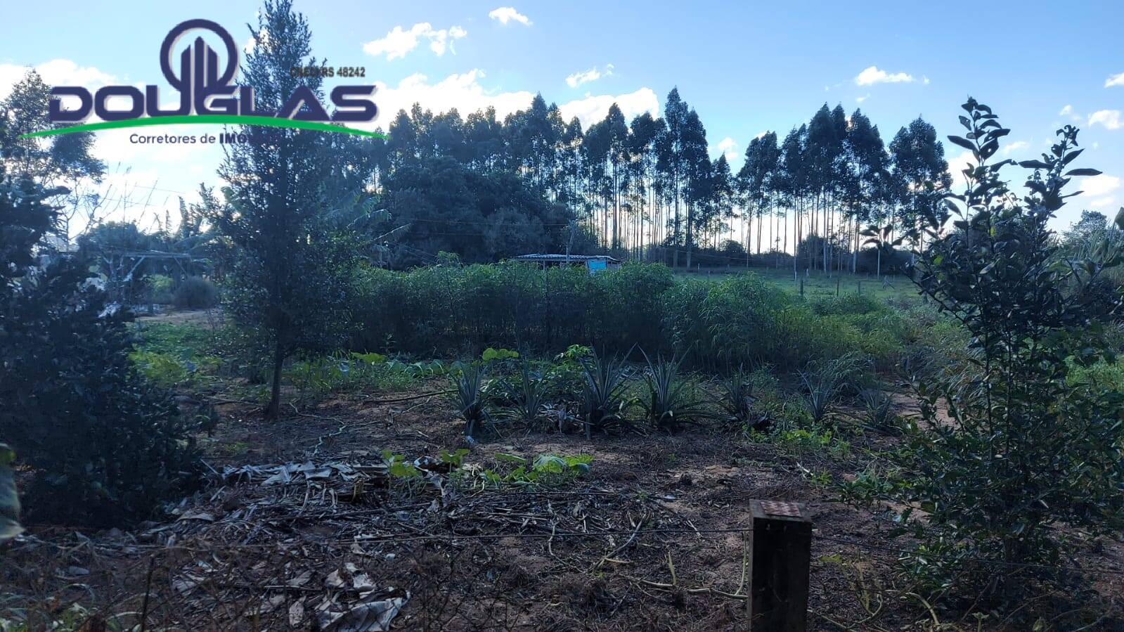 Fazenda à venda com 3 quartos, 10000m² - Foto 1