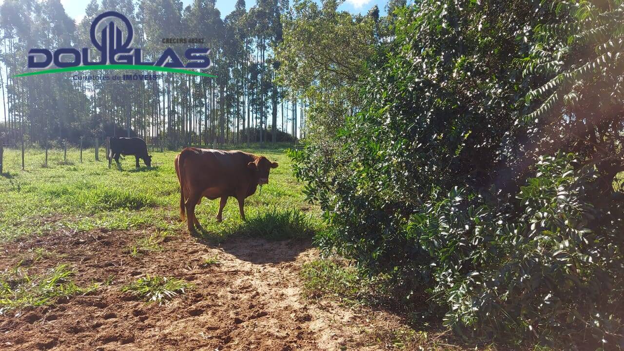 Fazenda à venda com 3 quartos, 10000m² - Foto 21