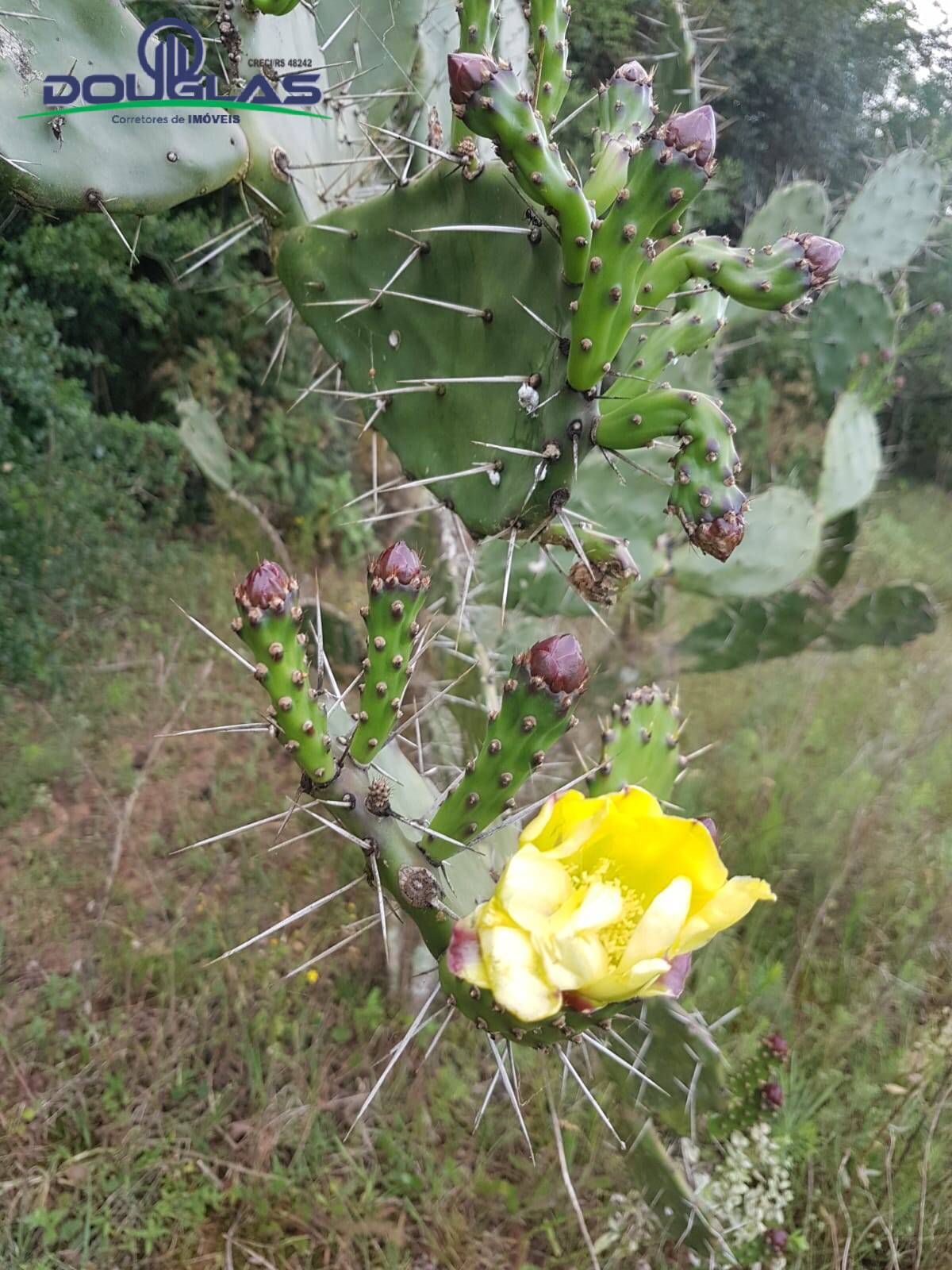 Terreno à venda - Foto 12