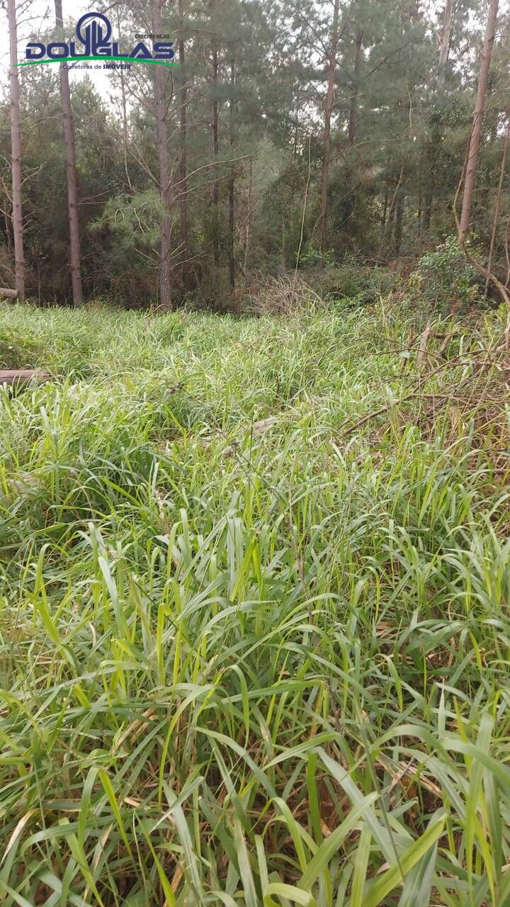 Terreno à venda - Foto 6